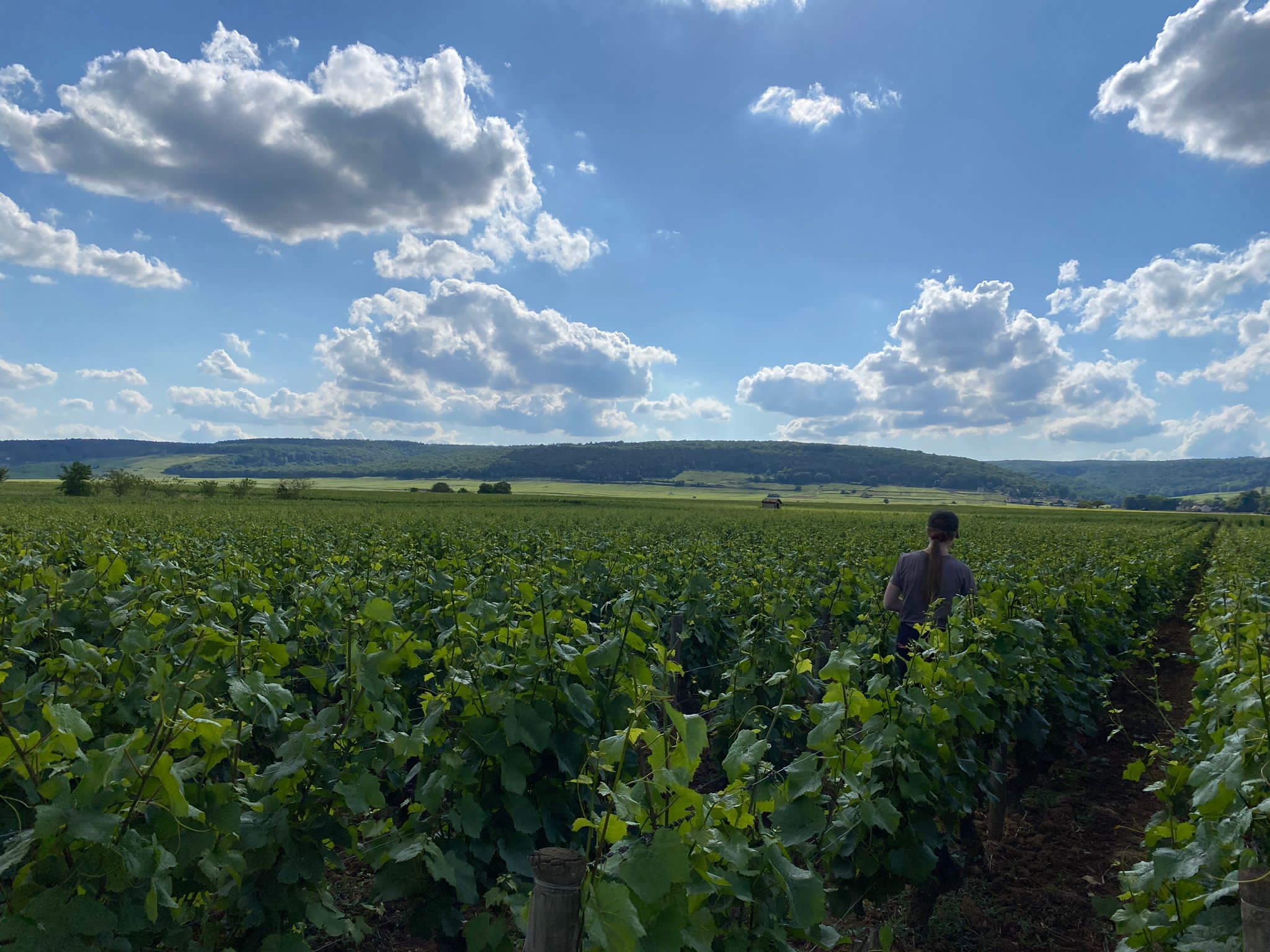 Wijnhuis Domaine Thierry Mortet