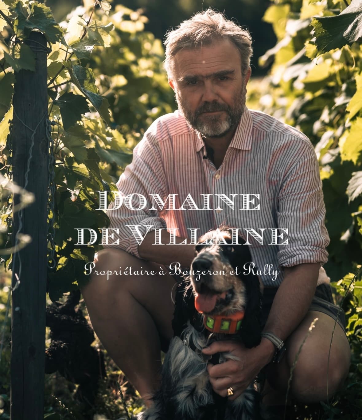Domaine de Villaine foto 1