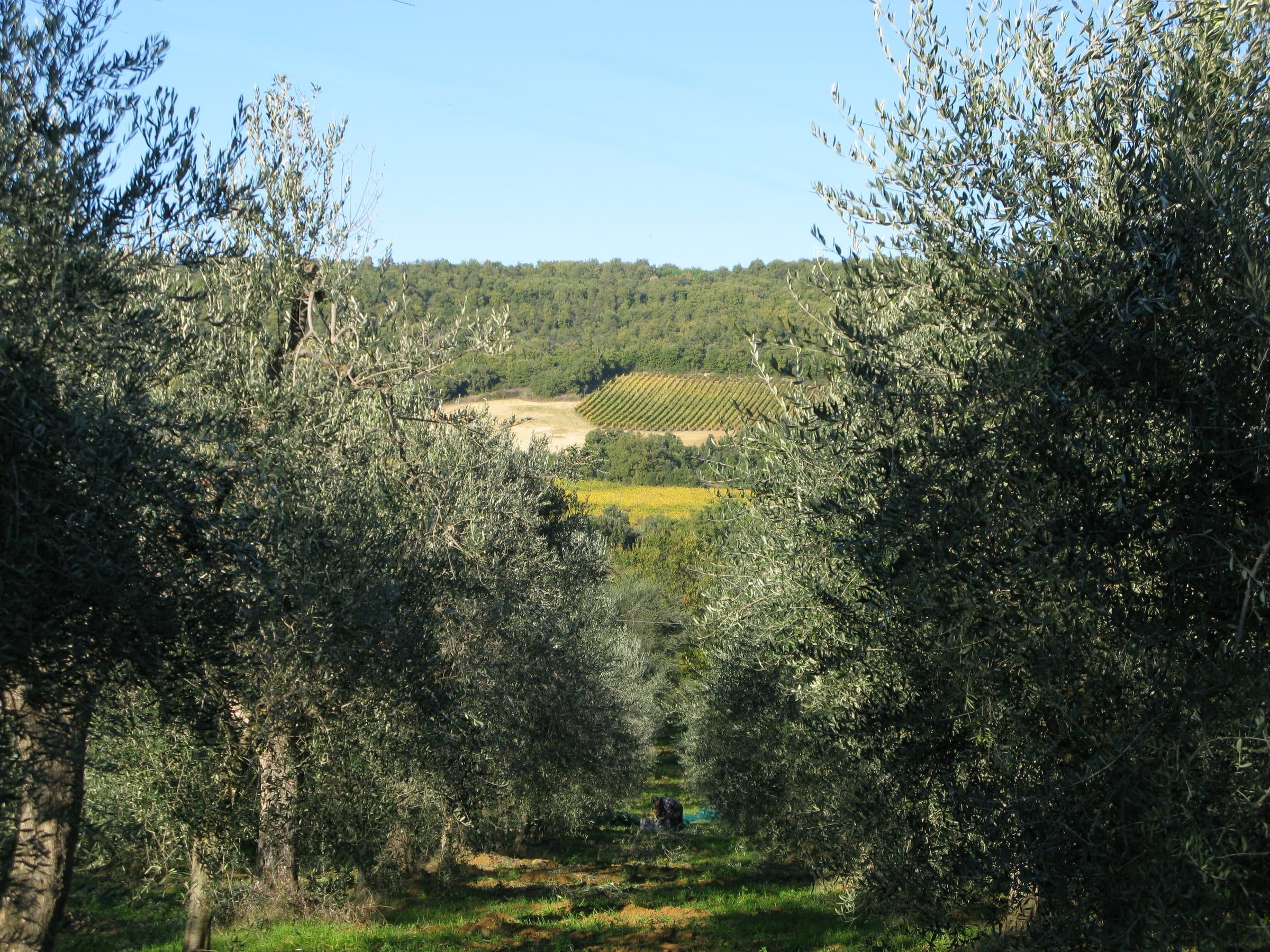 Lisini foto 21