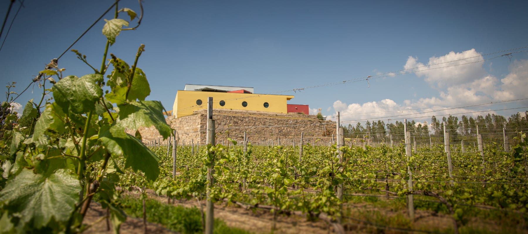 Accommodatie Quinta de Santa Cristina