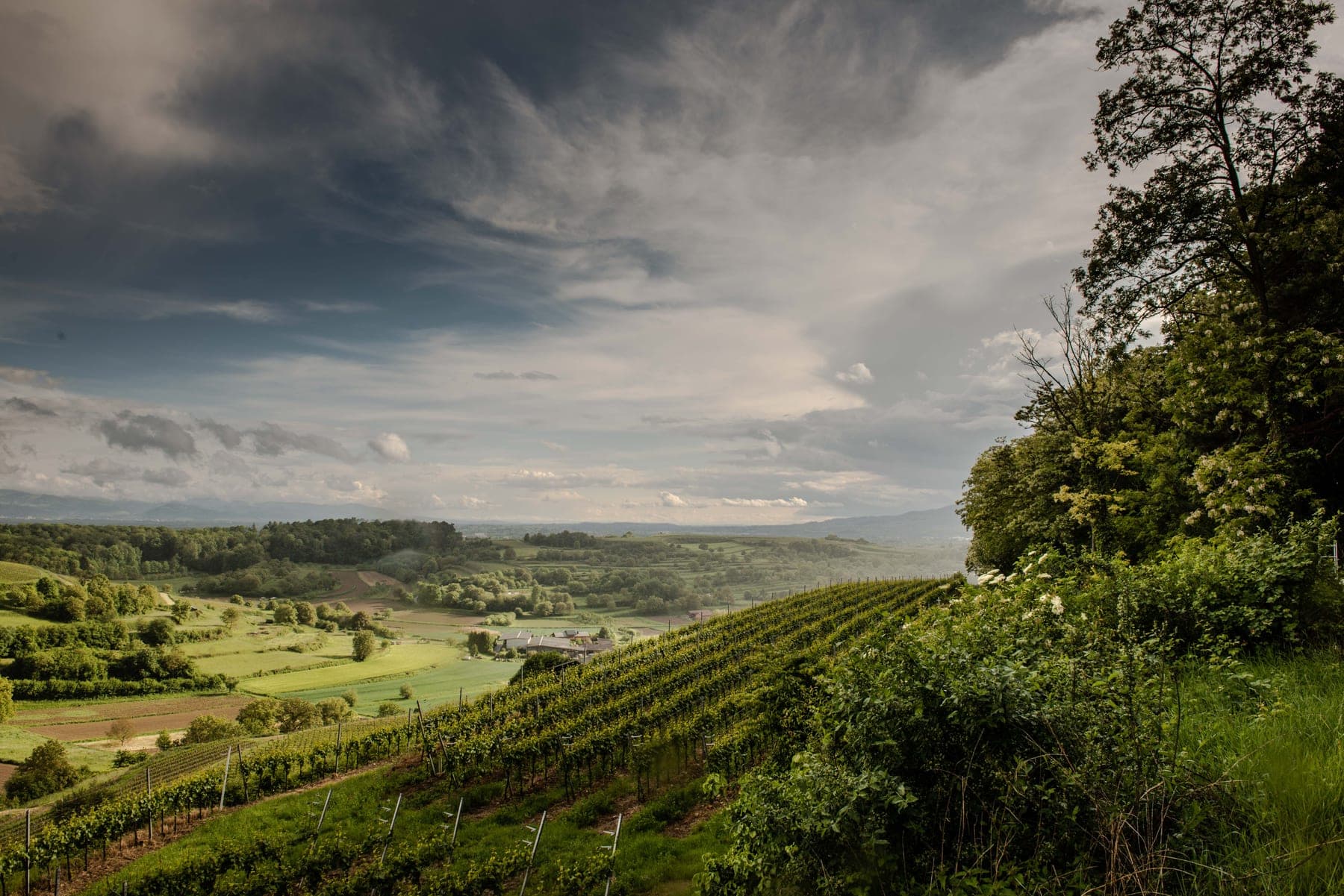 Wijnhuis Weingut Bernhard Huber