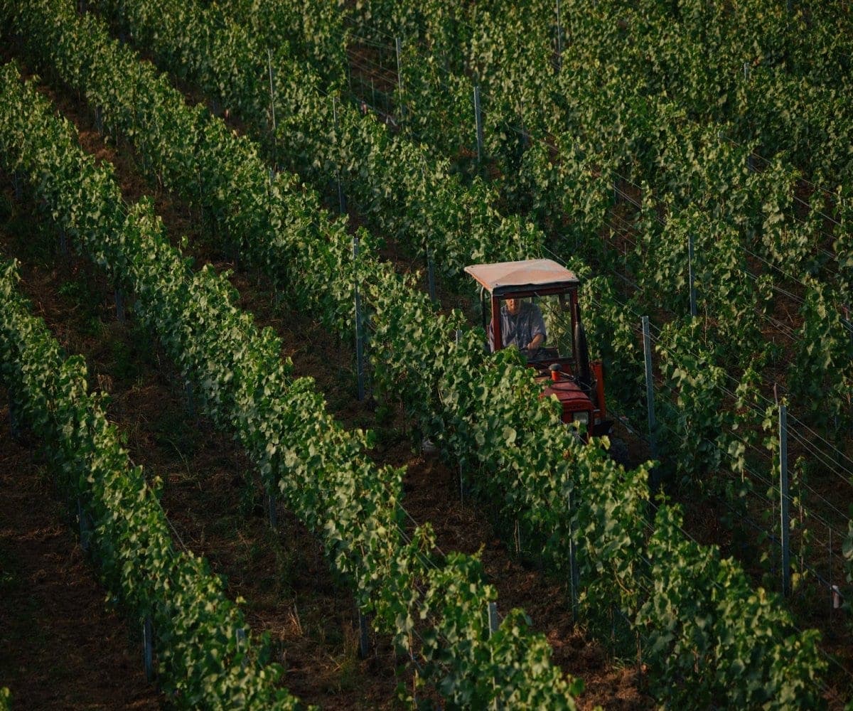 Wijnhuis Weingut Dr. Heger