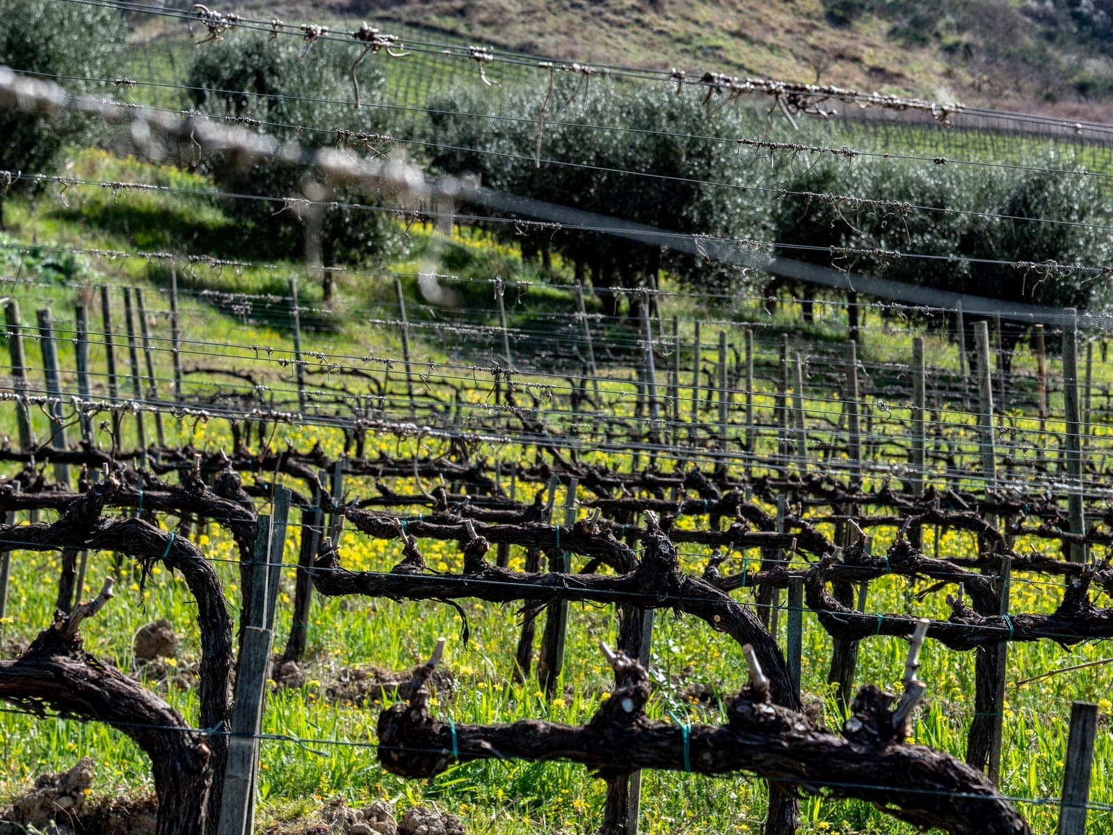 Tenuta Poggio il Castellare foto 3
