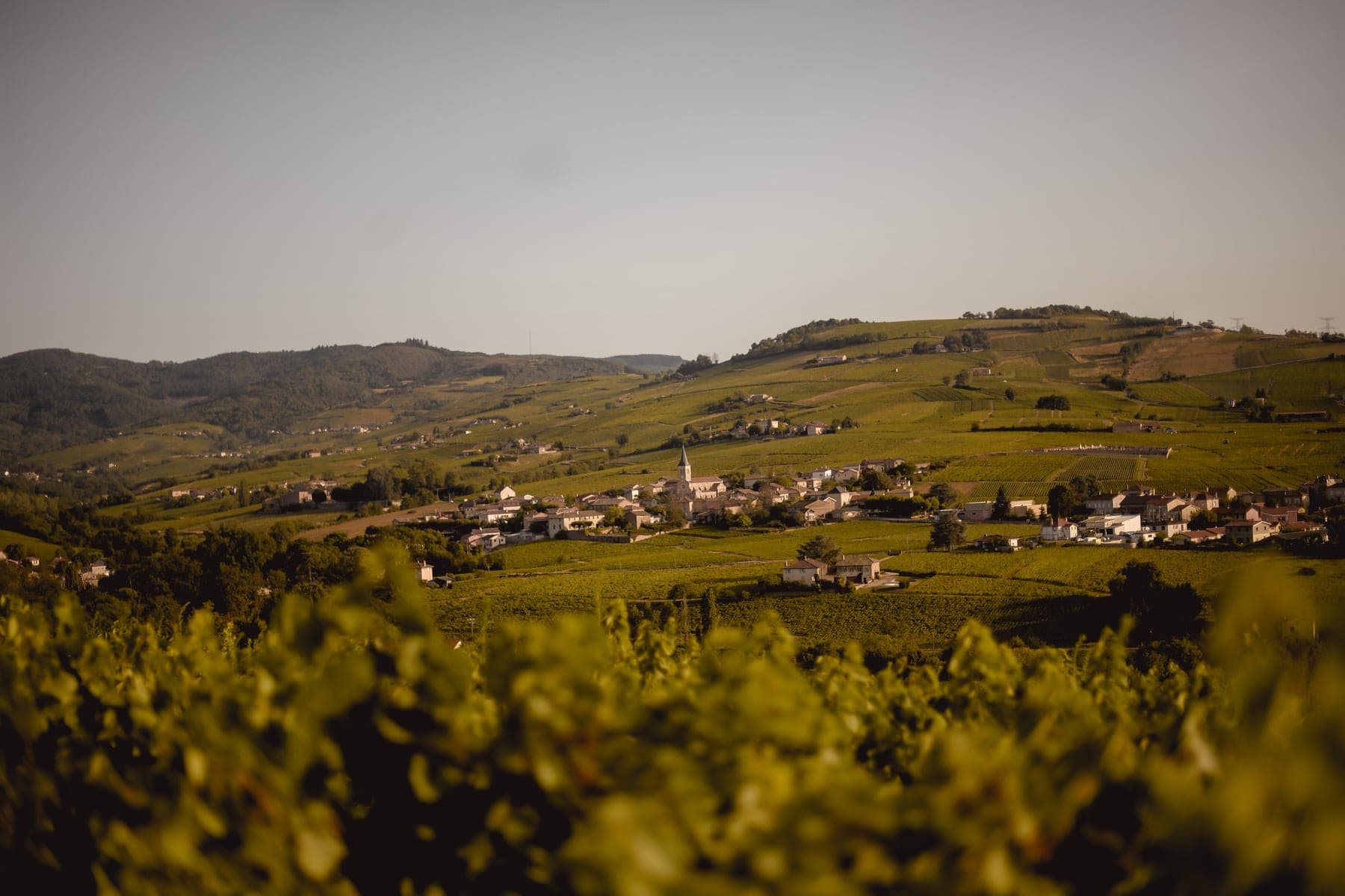 Domaine Mont Bessay sfeerfoto 1
