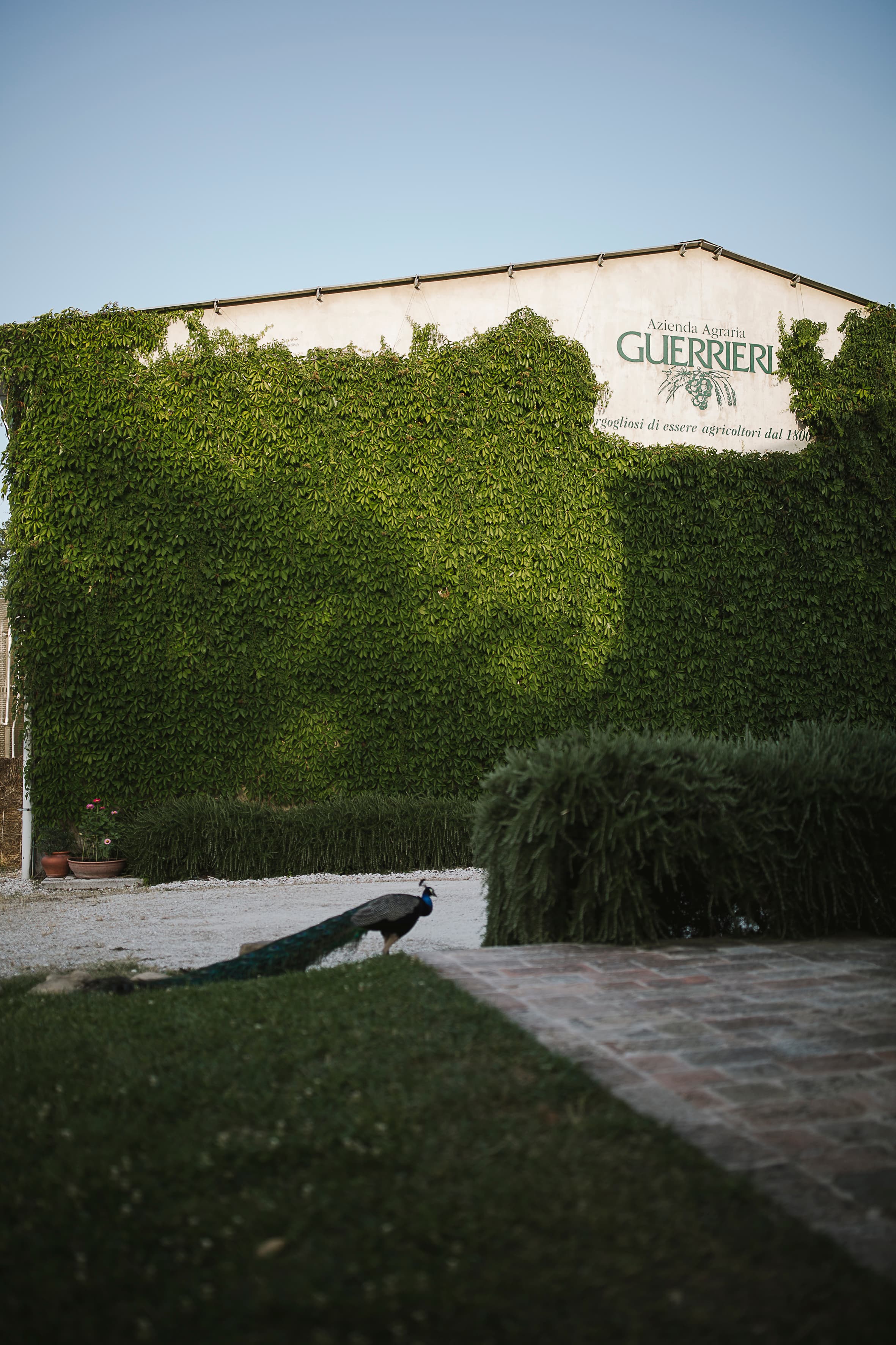 Azienda Agraria Guerrieri foto 4