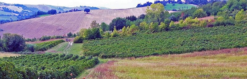 Terre di San Ginesio sfeerfoto 3